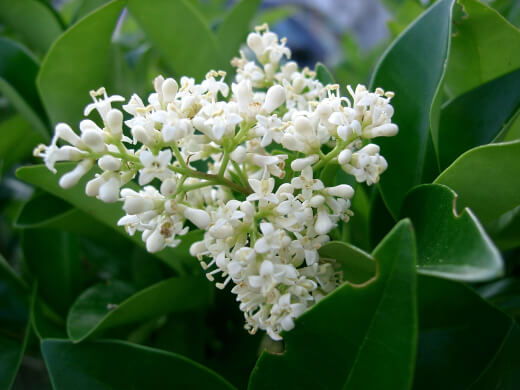 Natural Ingredient Bouquet